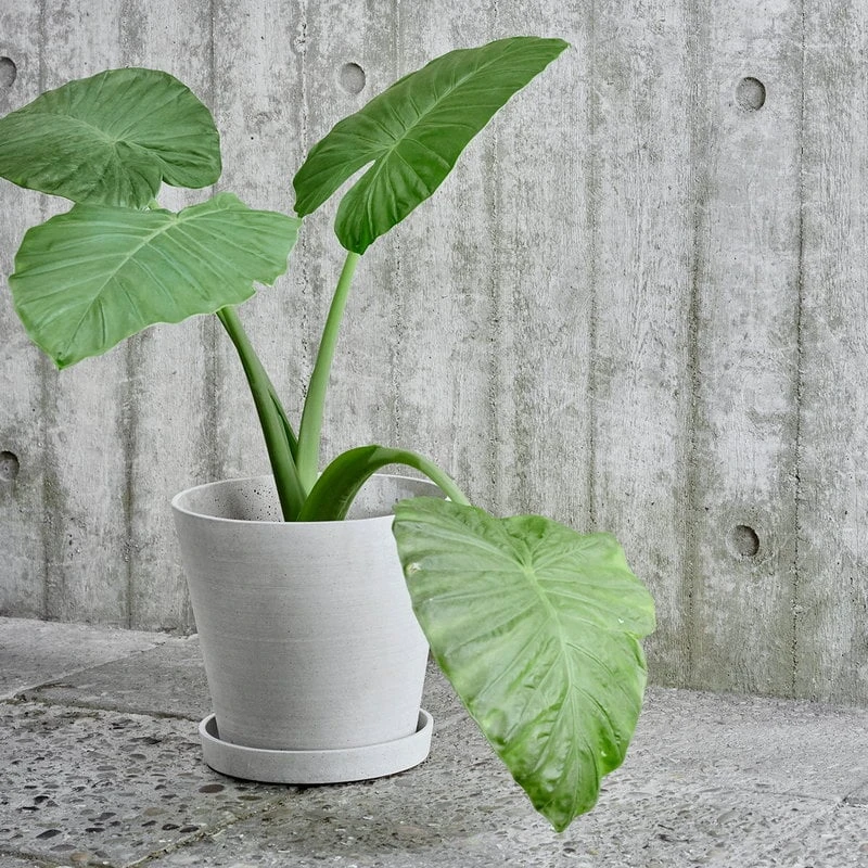 HAY Flowerpot And Saucer, L, Grey 3 HAY Flowerpot And Saucer, L, Grey - Image 3