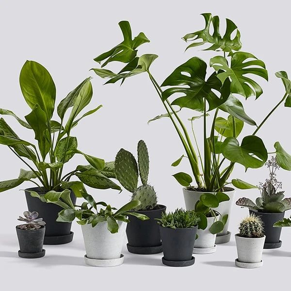 HAY Flowerpot And Saucer, L, Grey 2 HAY Flowerpot And Saucer, L, Grey - Image 2