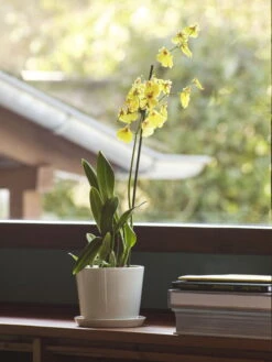 HAY Botanical Family Pot And Saucer, M, Off White 6 HAY Botanical Family Pot And Saucer, M, Off White -Hay Botanical Family M off white