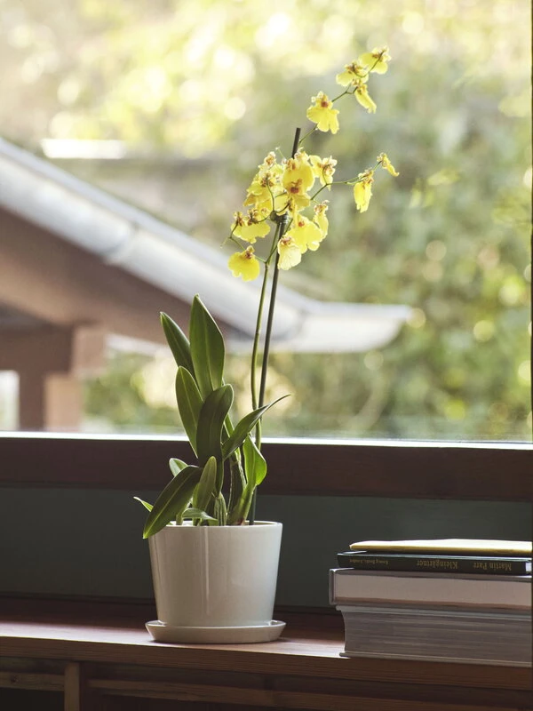 HAY Botanical Family Pot And Saucer, M, Off White 3 HAY Botanical Family Pot And Saucer, M, Off White - Image 3