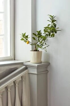 HAY Botanical Family Pot And Saucer, L, Off White 8 HAY Botanical Family Pot And Saucer, L, Off White -Hay Botanical Family off white 1