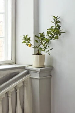 HAY Botanical Family Pot And Saucer, XL, Off White 7 HAY Botanical Family Pot And Saucer, XL, Off White -Hay Botanical Family off white