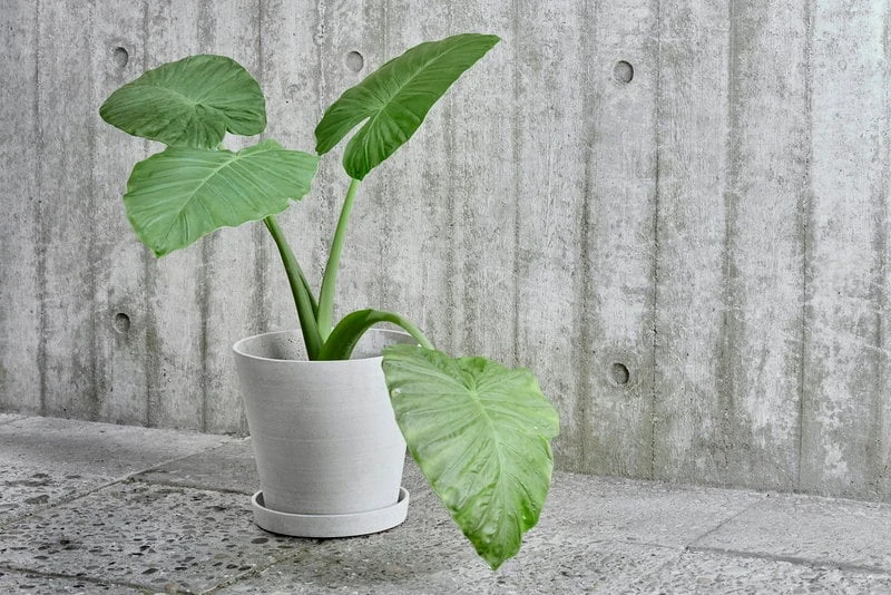 HAY Flowerpot And Saucer, XL, Grey 2 HAY Flowerpot And Saucer, XL, Grey - Image 2