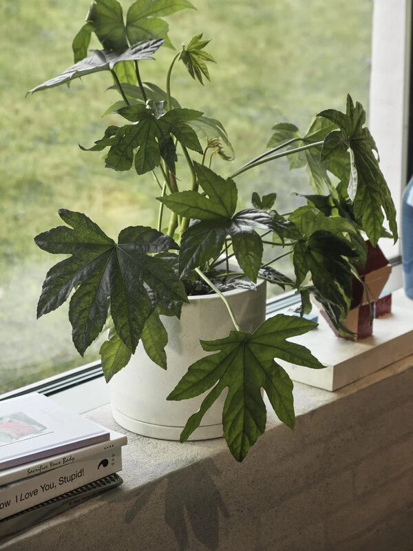 HAY Plant Pot With Saucer, XXL, White 3 HAY Plant Pot With Saucer, XXL, White - Image 3